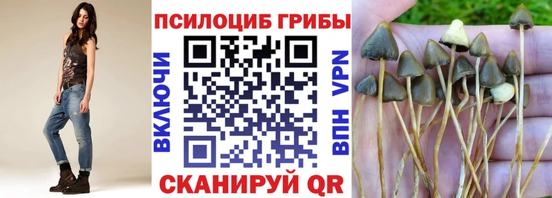 где можно купить   Орлов  Галлюциногенные грибы Psilocybine cubensis 